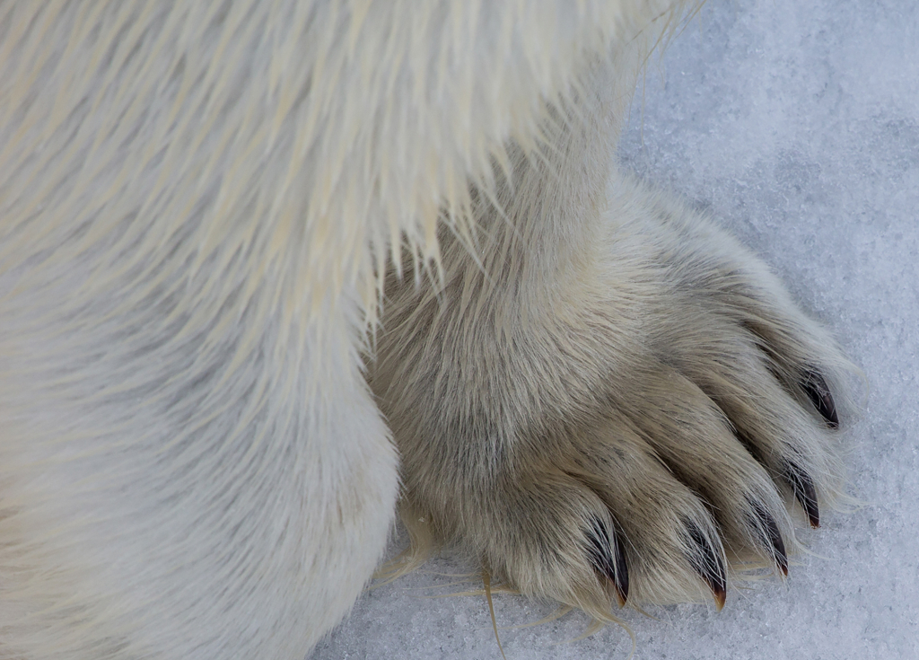 Polar Bear's Paw by Trevor Hyde