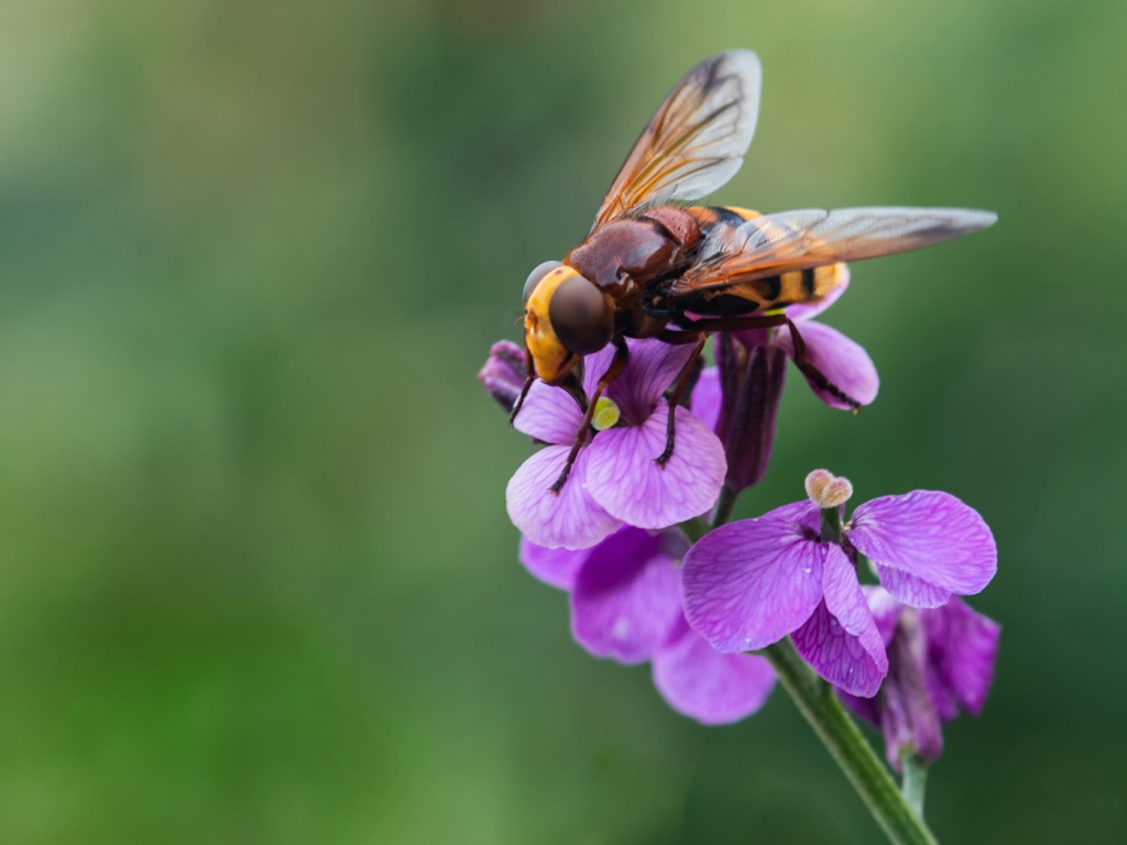 HORNET MIMIC HOVERFLY by Peter Sibley