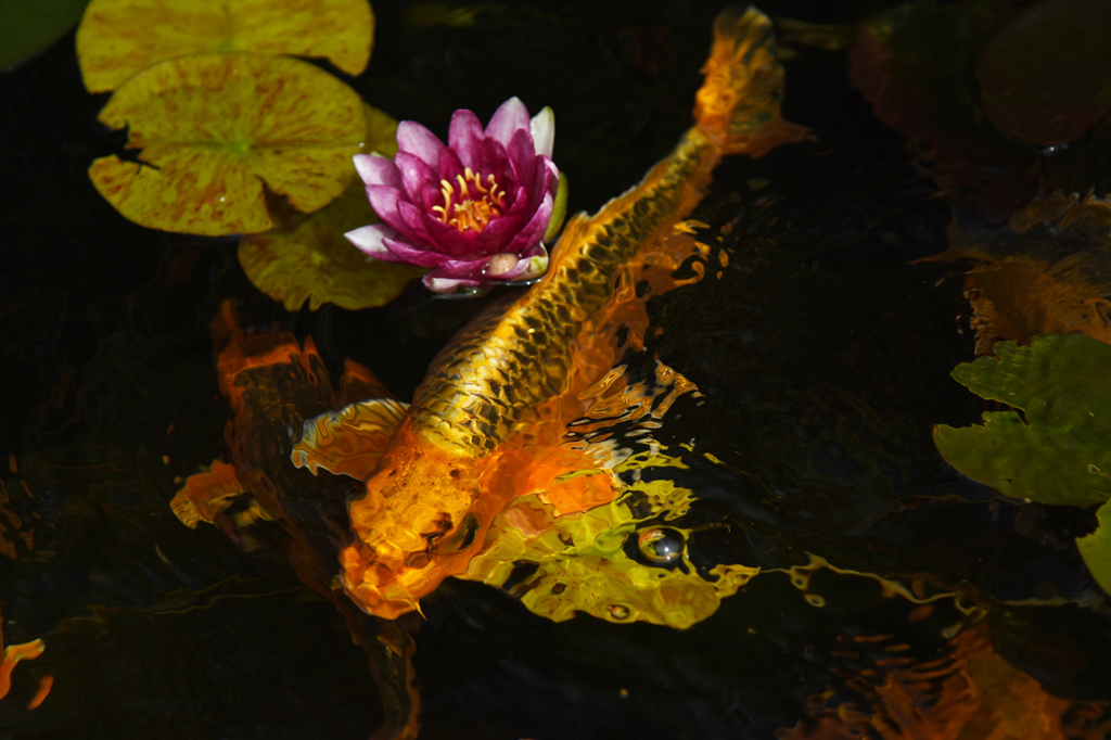 A LILYKOI by Peter Dale