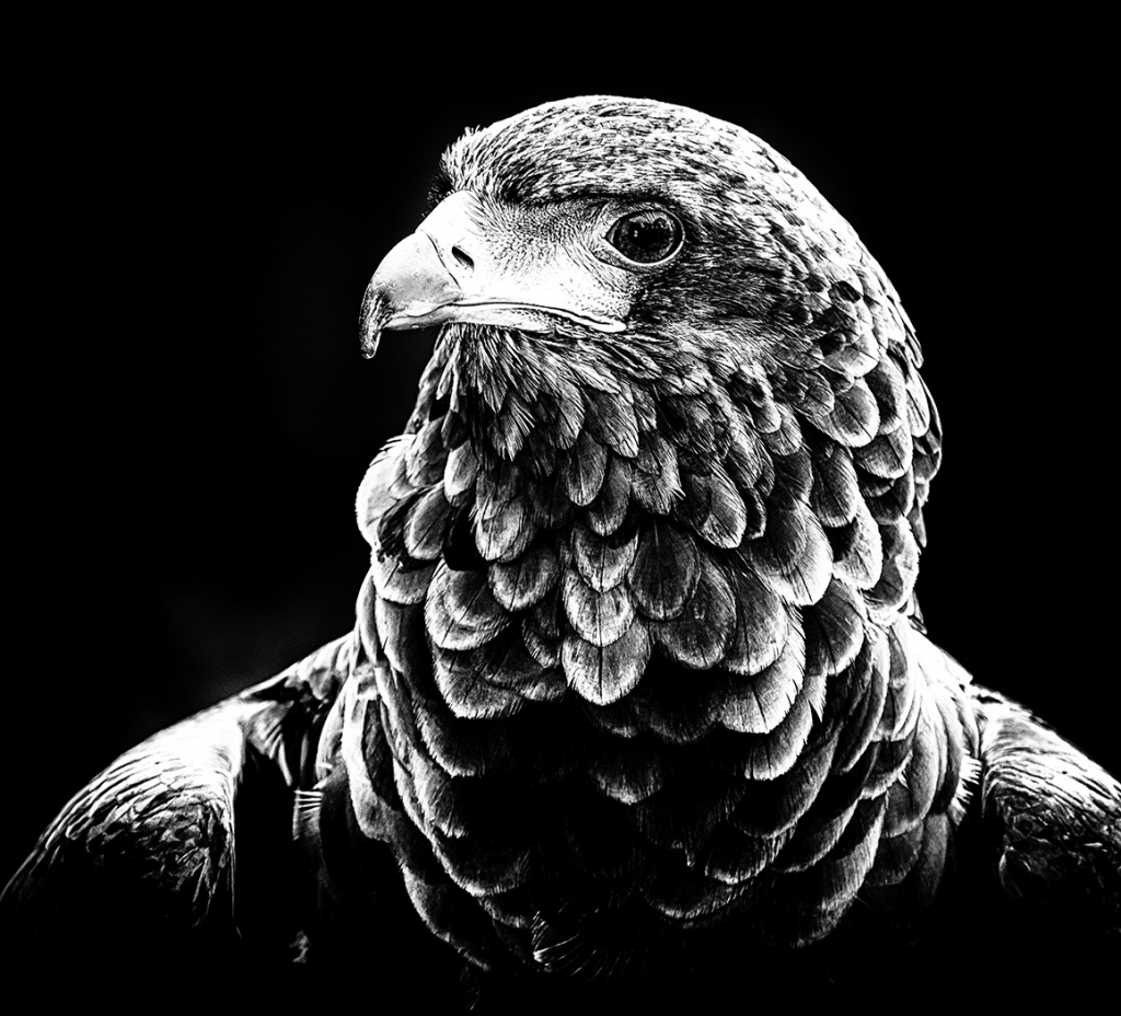 PORTRAIT OF AN EAGLE by Tom Barclay