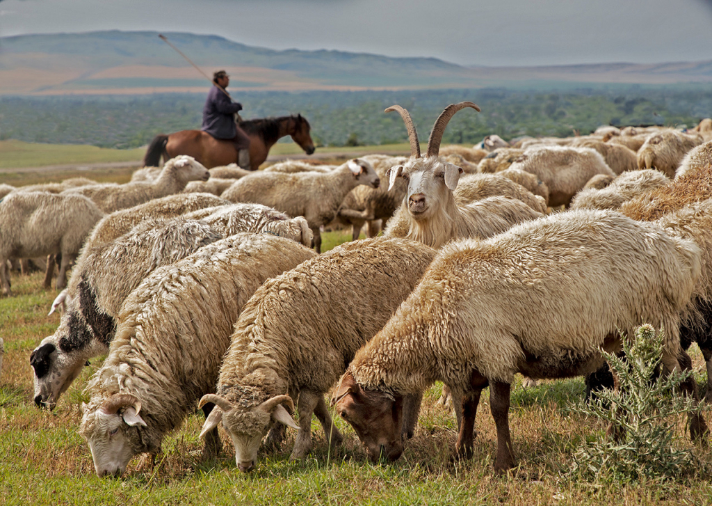 GEORGIAN SHEPHERD by Jeff Haynes