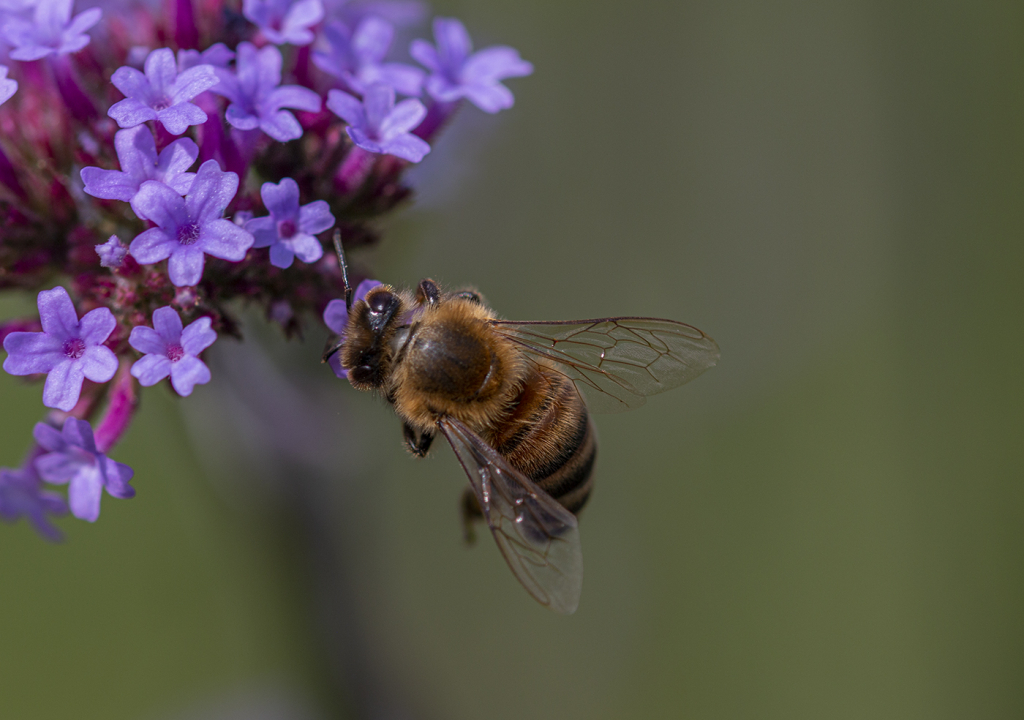BUSY BEE by Karen Peirce