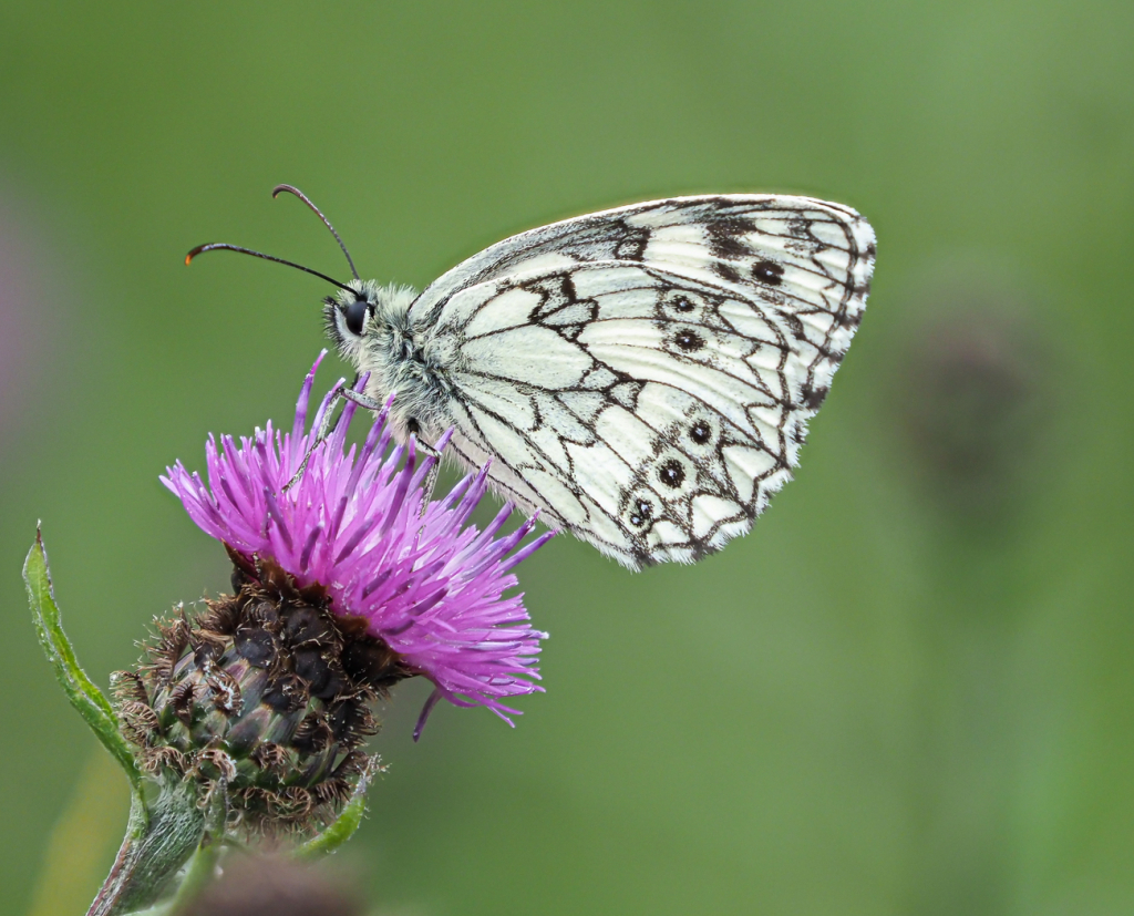 MARBLED WHITE by Philip Toms