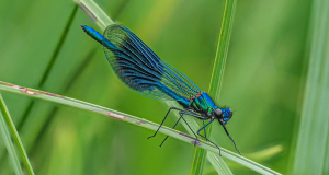 BANDED DEMOISELLE by Philip Toms