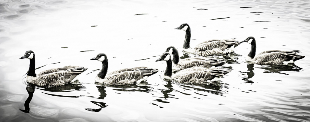 A PLUMP OF GEESE by Tom Barclay