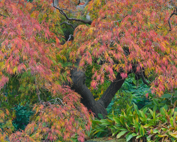 ACER ABLAZE by Yvonne Milsome