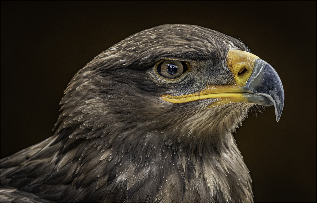 GOLDEN EAGLE PROFILE by Tom Barclay