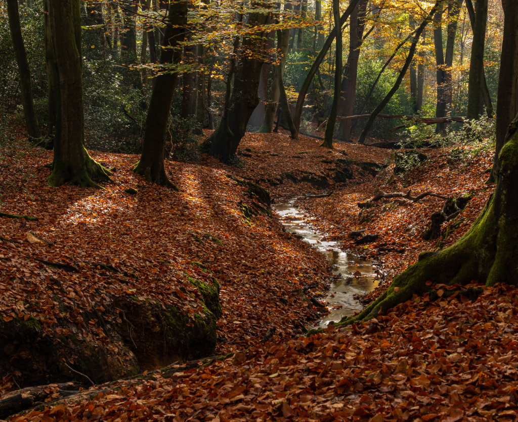 AUTUMNAL WOODS by Antonia Thompson