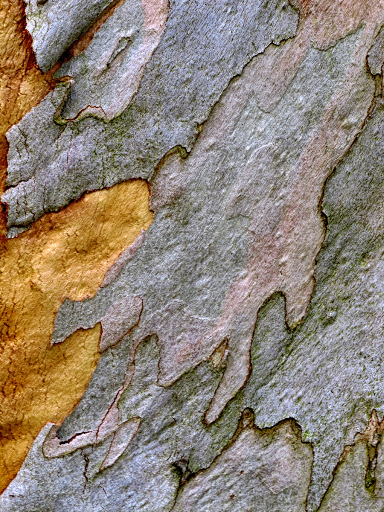 TREE BARK by Ted Weller