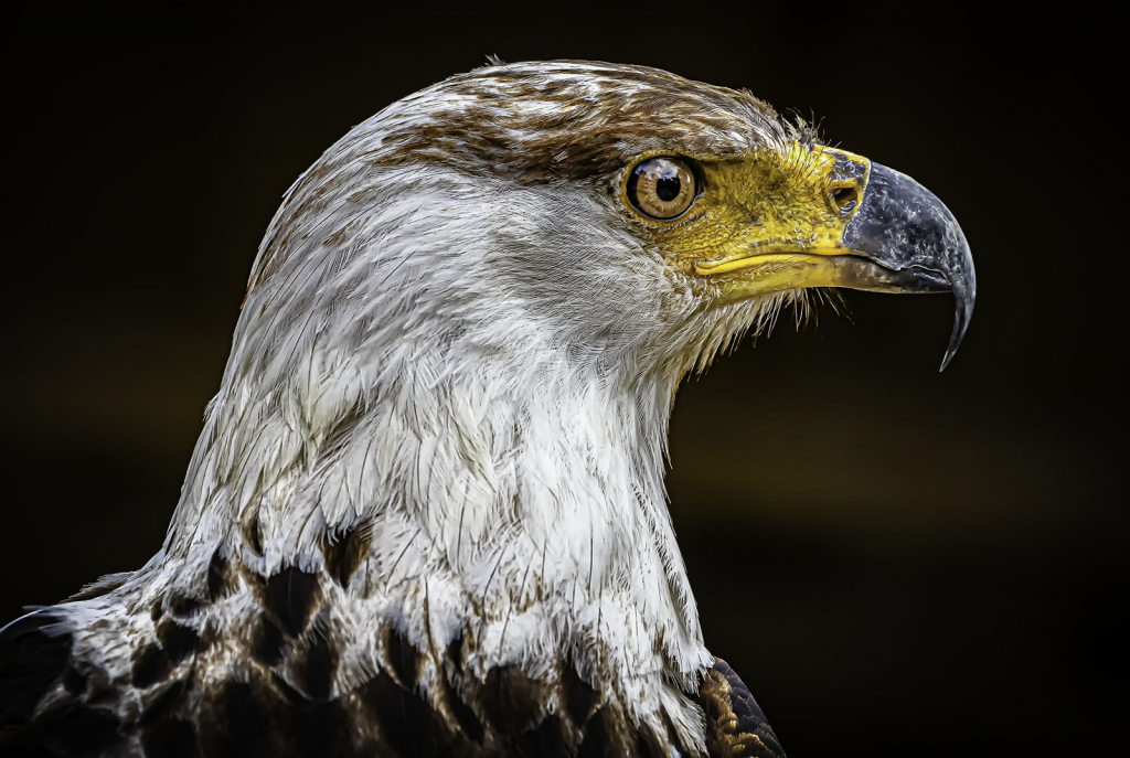 BALD HEADED EAGLE IN PROFILE by Tom Barclay