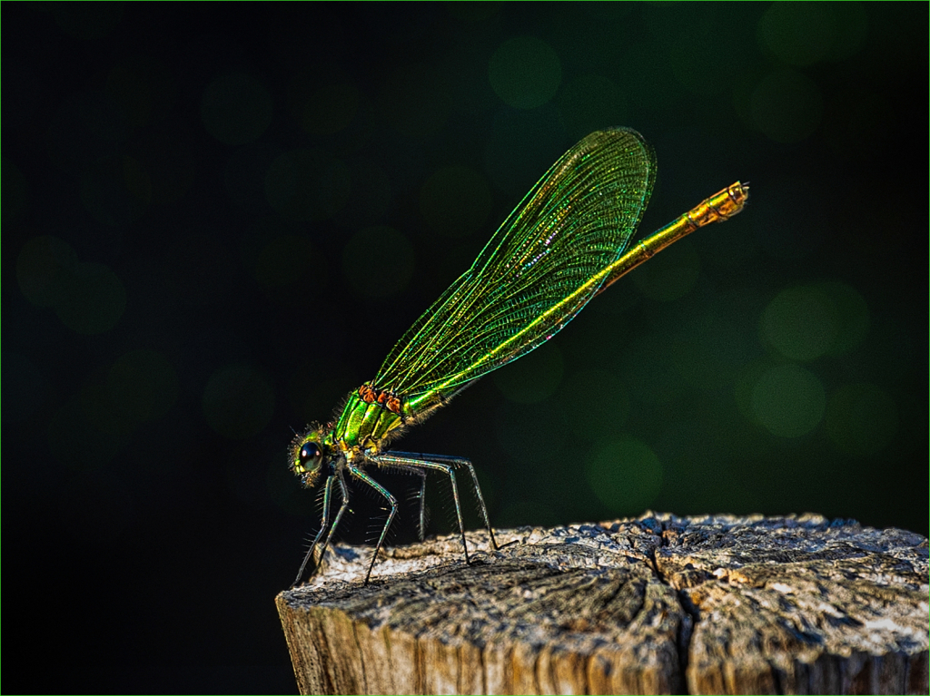 IRRIDESCENT DRAGONFLY PERCHED by Belinda Ewart