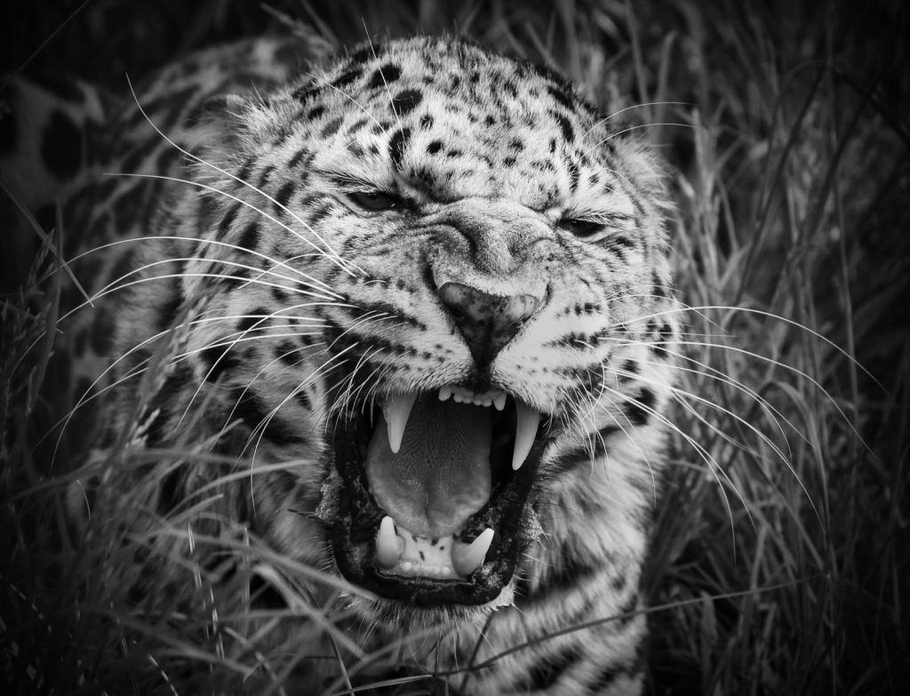 GROWLING LEOPARD by Mike Barber