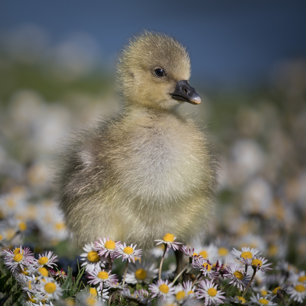 DUCKLING IN THE DAISIES by Fiona Rich