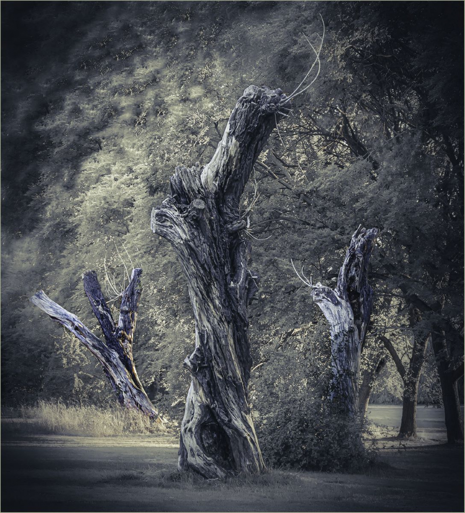 WHEN SHALL WE TREES MEET AGAIN by Tom Barclay