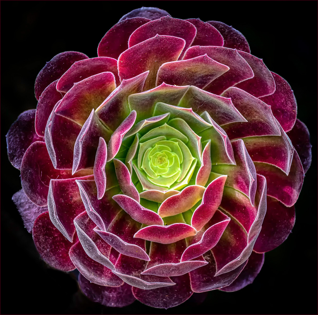 SUPER SUCCULENT by Tom Barclay