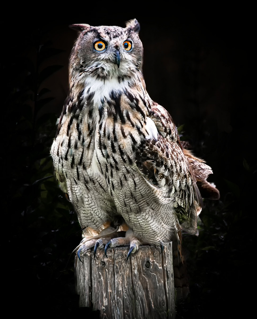 EAGLE OWL by Tom Barclay