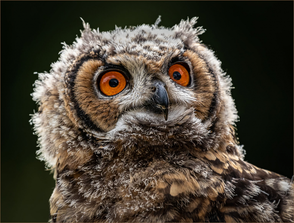 ITS A HOOT by tom Barclay