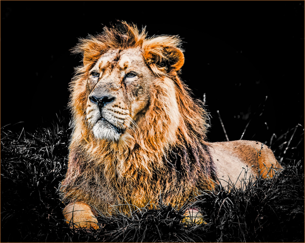 KING OF ALL HE SURVEYS by Tom Barclay