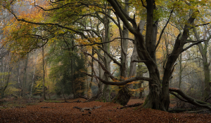 AUTUMN GOLD by Ray Staff