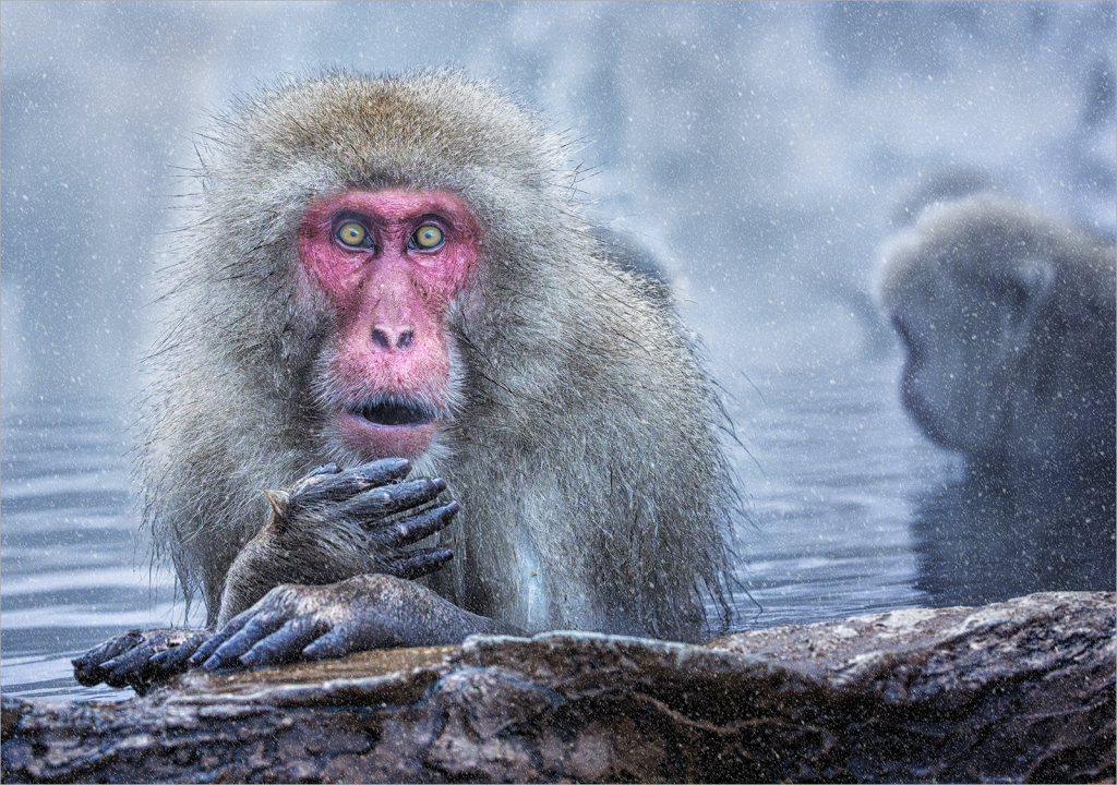 SNOW MONKEY OOPS by Belinda Ewart