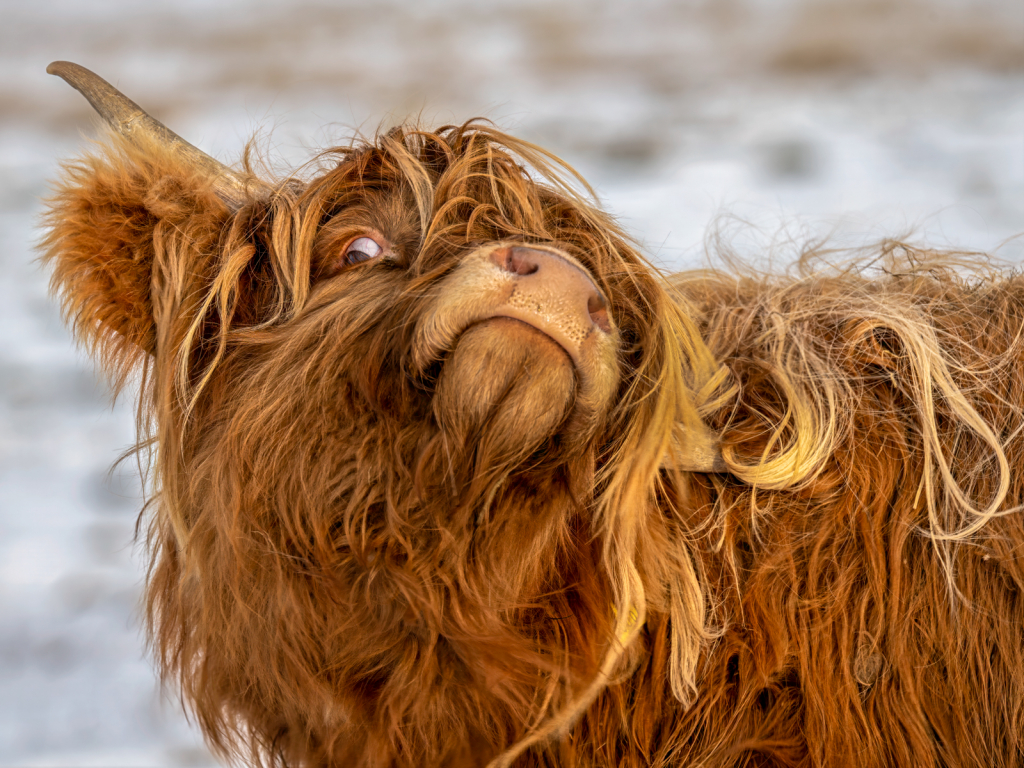 The Curious Highlander by Paul Burwood