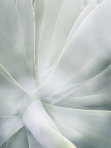 AGAVE by Catherine Allen