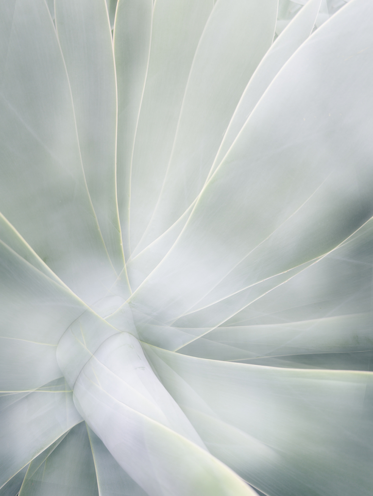 AGAVE by Catherine Allen