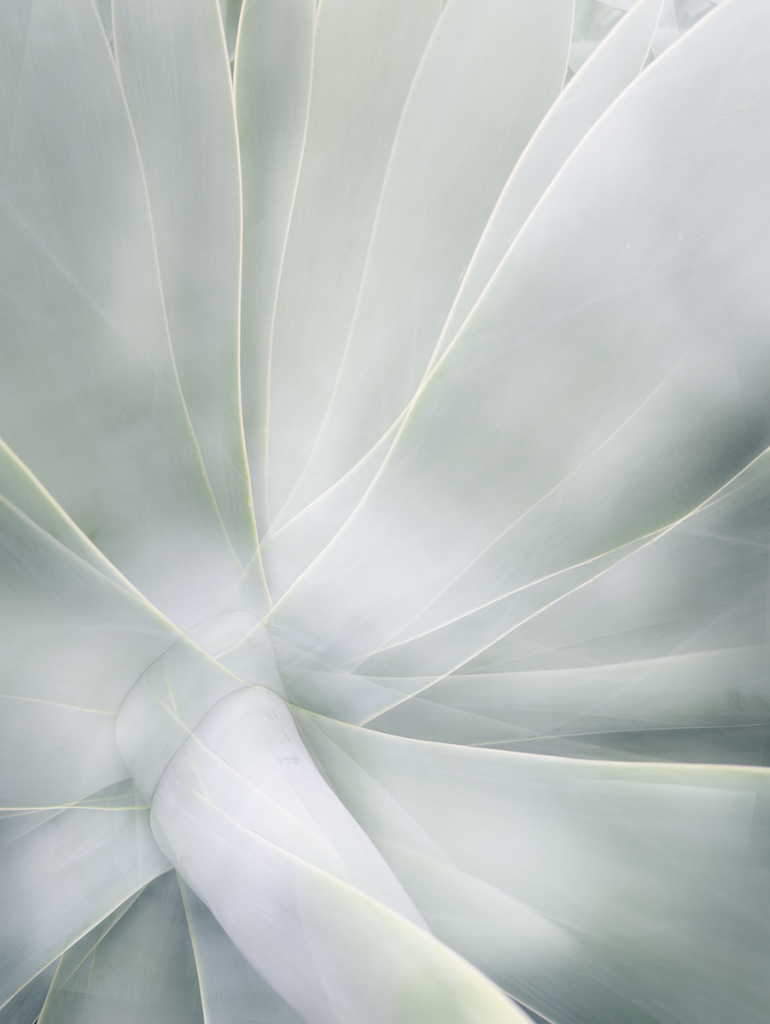 AGAVE by Catherine Allen