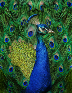 THE INCREDIBLE PEACOCK by Judith Gimber