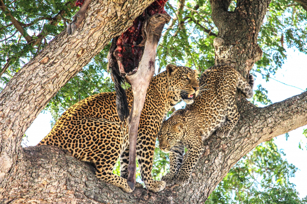 LEOPARDS LUNCH by Alun Ball