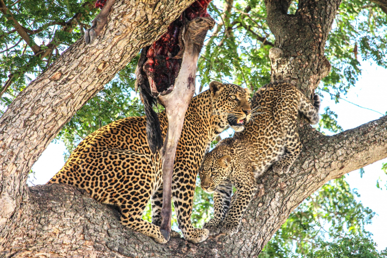 LEOPARDS LUNCH by Alun Ball