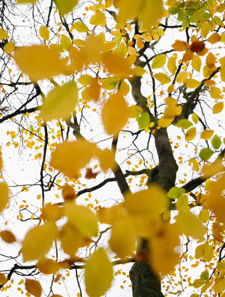 FALLING LEAVES by Jane McLeod