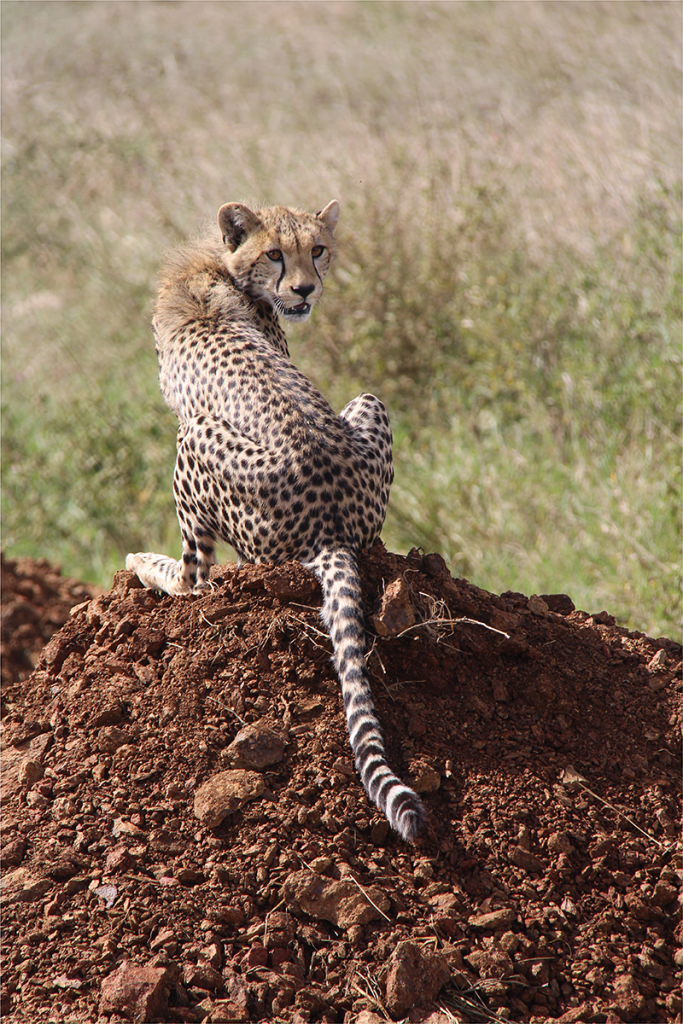 SPOTTED MAJESTY by Chunilal Chavda