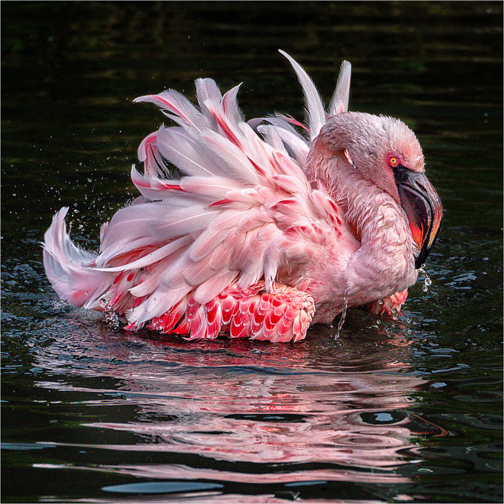 FLAMINGO FLURRY by Judith Gimber