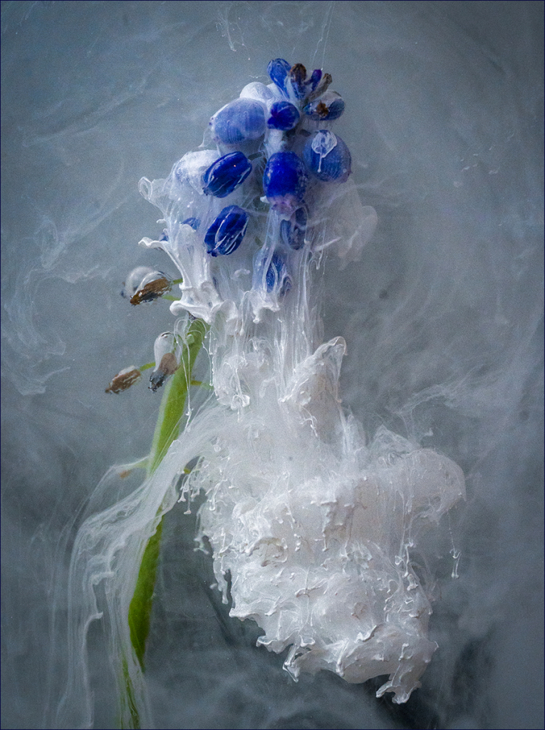 MUSCARI by Claire Thornton