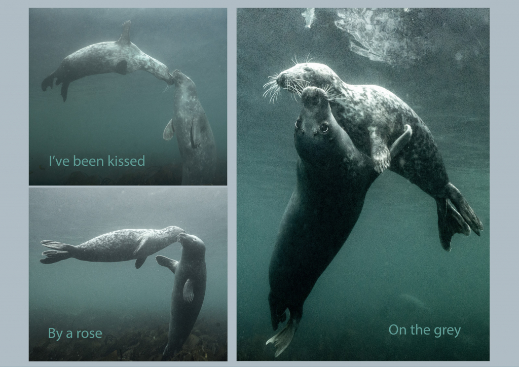 Ive been kissed by a rose on the grey by Andy Botten