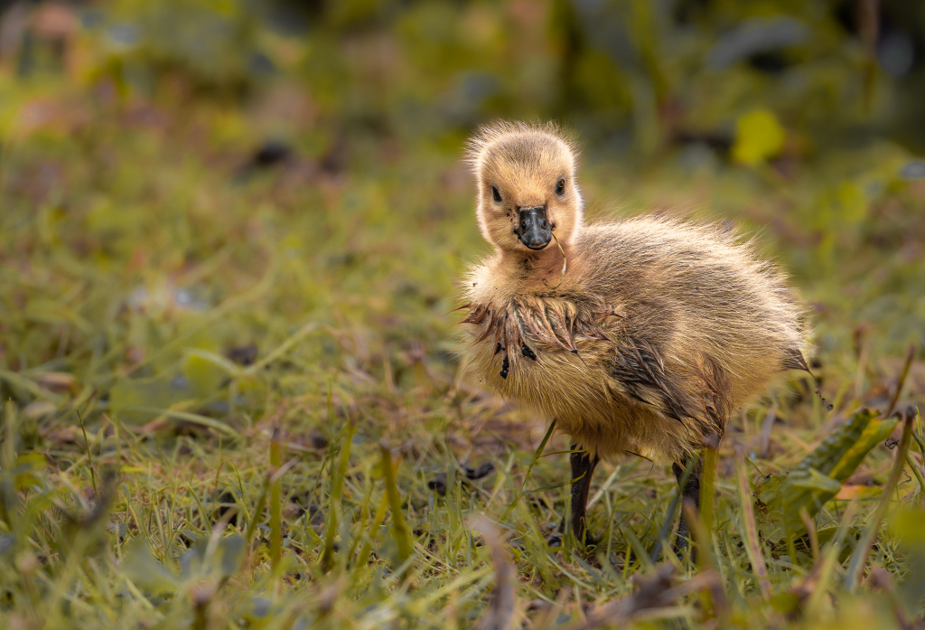 duckling by Jane Merry