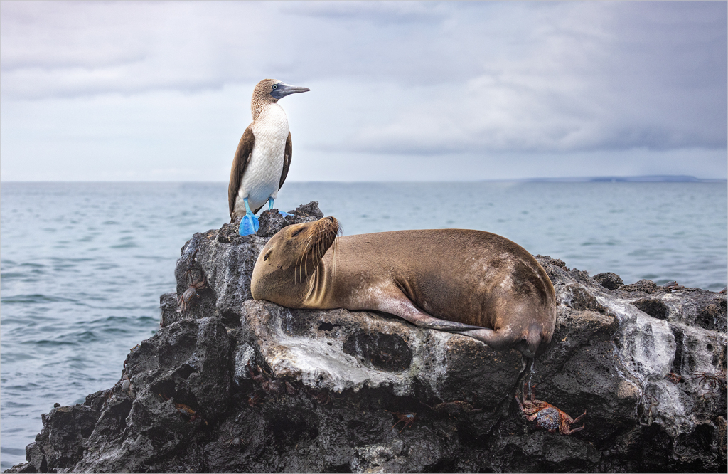 ROOM FOR ALL BLUE FOOTED BOOBY SEALION AND CRABS by Belinda Ewart