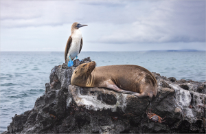 ROOM FOR ALL BLUE FOOTED BOOBY SEALION AND CRABS by Belinda Ewart