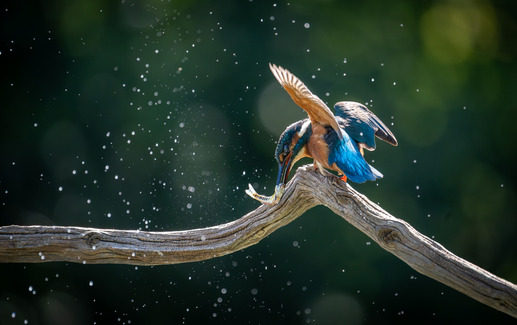 BREAKFAST TIME by Jane Merry