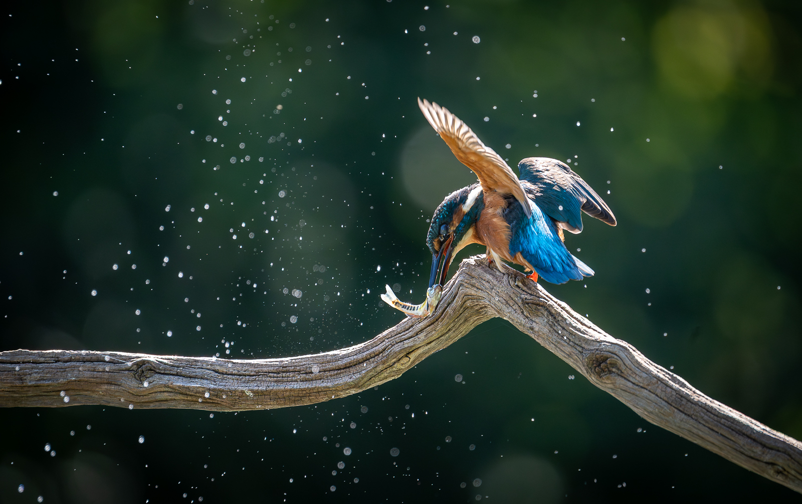 BREAKFAST TIME by Jane Merry