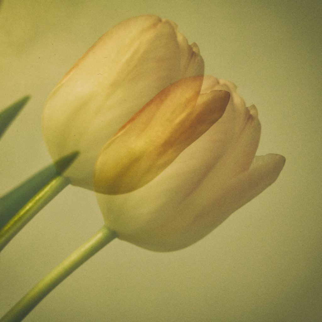 TULIPS by Denise Odell class