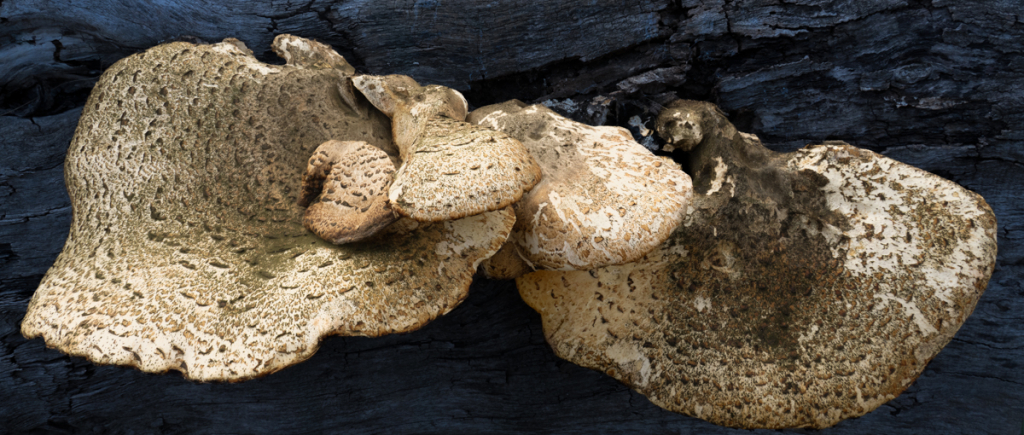 DRYADS SADDLE By Munjal Rawji Class