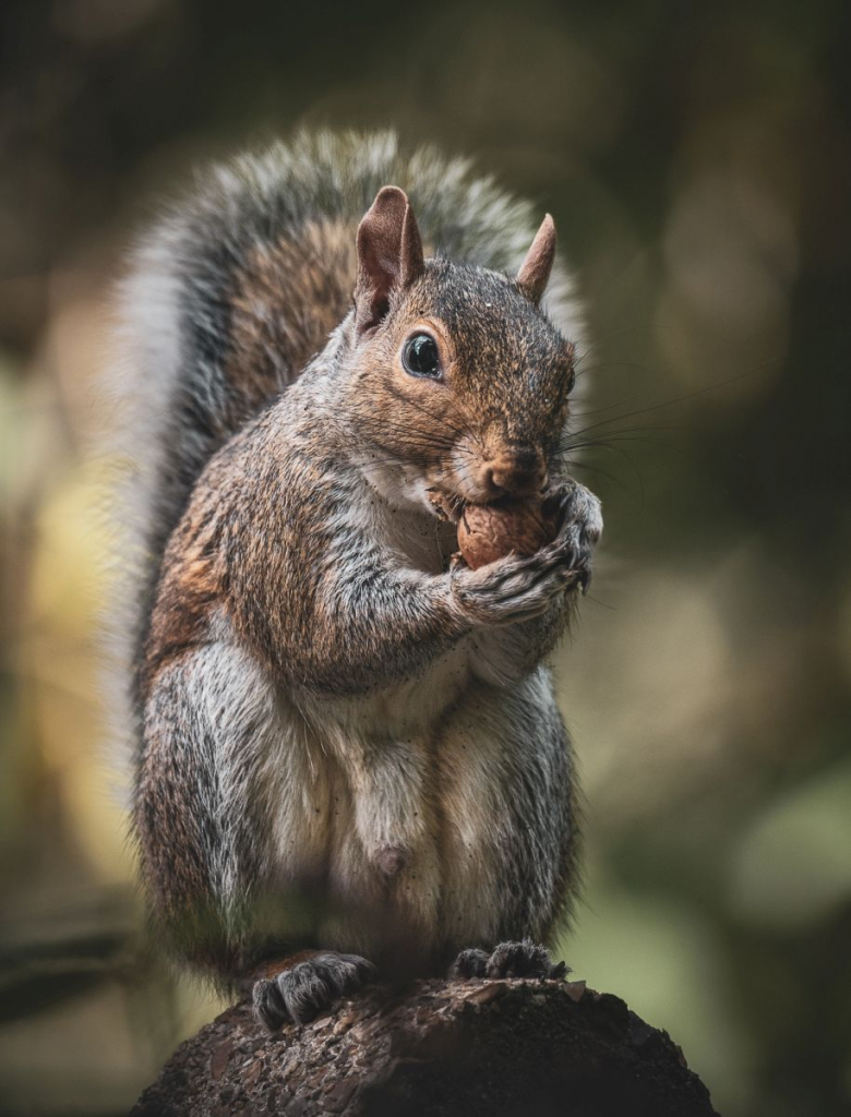 THE WALNUT THIEF by Jane Merry Class