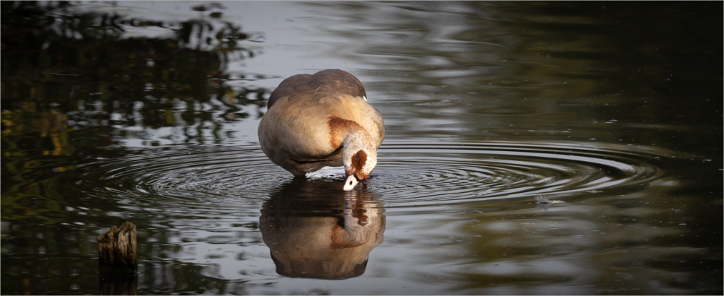 EYE TO EYE by Andrew Bloomfield