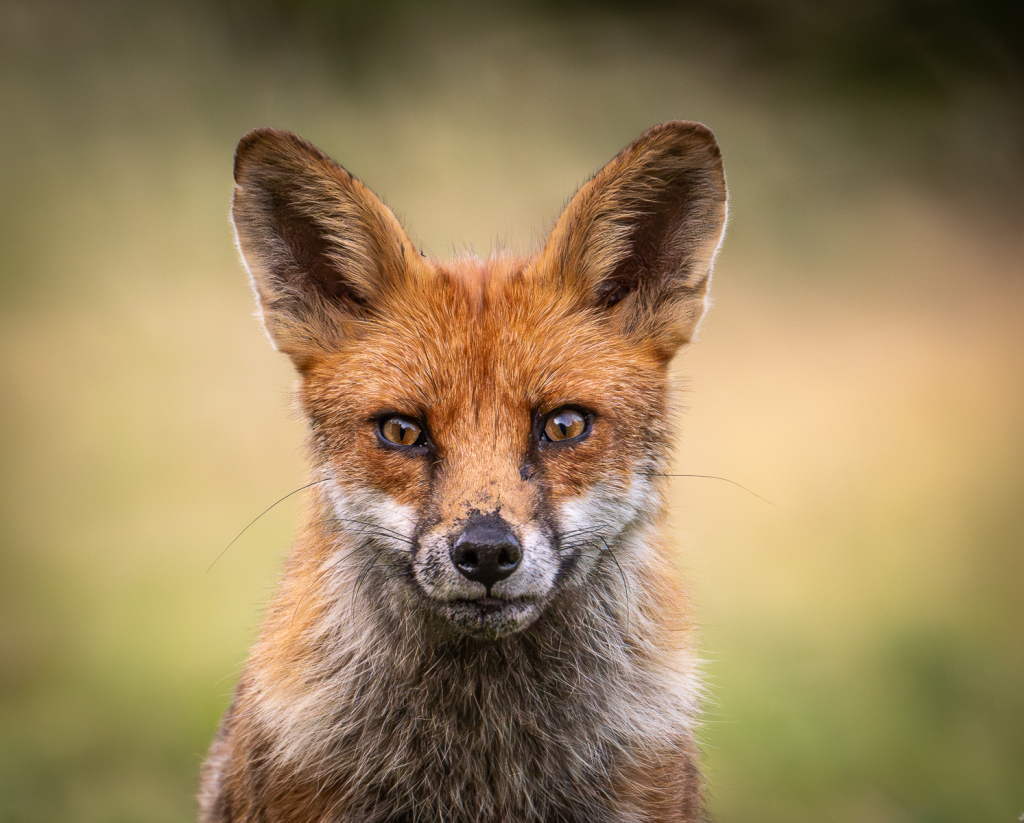 LOOKING AT YOU LOOKING AT ME by Jane Merry class