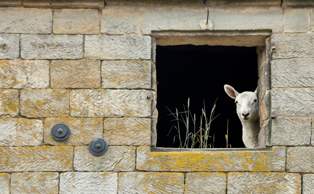 AT THE WINDOW by Judy Buckley Sharp